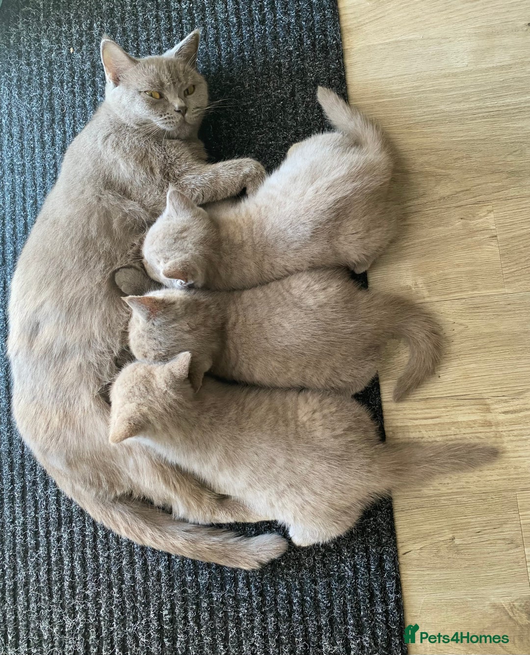 British Shorthair cats for sale: ✨beautiful lilac male British shorthair kitten✨ - Image 6