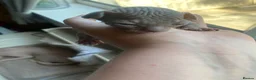 Sphynx cats for sale: Sphinx babies - Advert 6