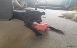 Mixed Breed dogs for sale: Lurcher in need of a new home - Image 3