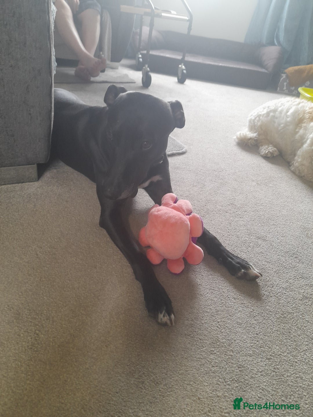 Mixed Breed dogs for sale: Lurcher in need of a new home - Image 3