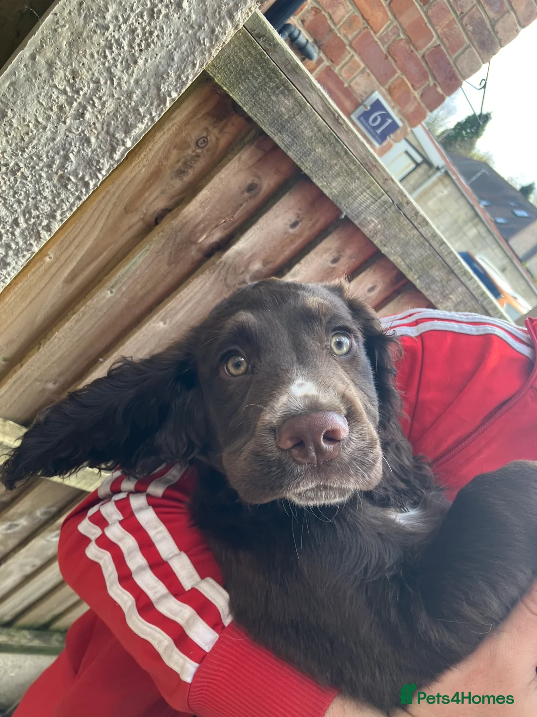 Cocker Spaniel dogs for sale: Cocker spaniel puppy * 1 LEFT * - Advert 2