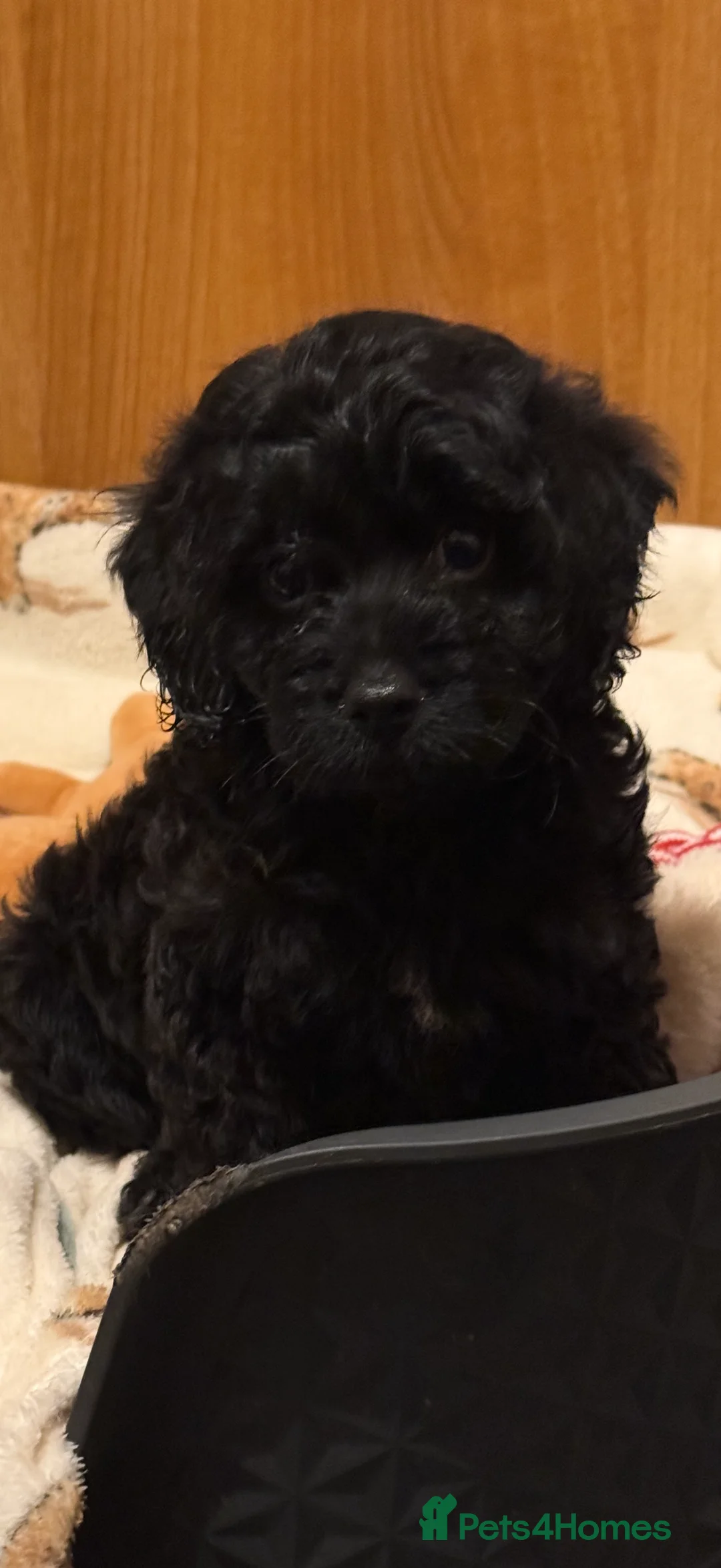 Cavapoo dogs for sale: 5 pups for sale - Advert 26