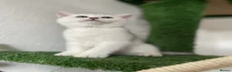 Scottish Fold cats for sale: Champion Bloodline Scottish Straight! - Advert 12