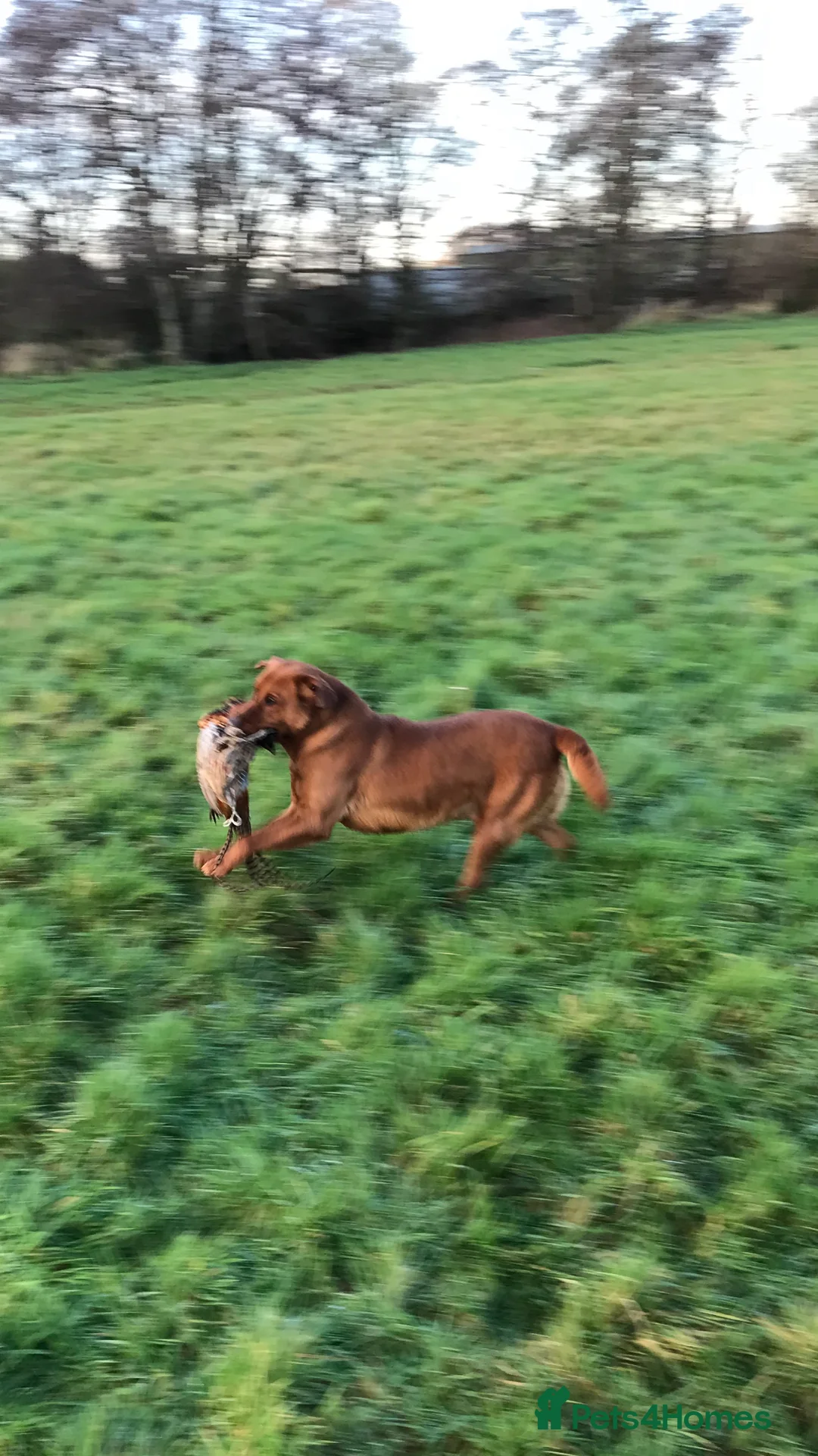 Labrador Retriever dogs for stud: Proven dark fox red stud  in Carlisle - Advert 3