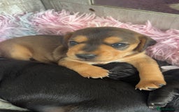 Mixed Breed dogs for sale: Gorgeous Patterdale x cocker spaniel  - Image 4