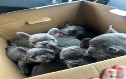 French Bulldog dogs for sale: Blue coat French bulldog pup ONE LEFT  - Image 14