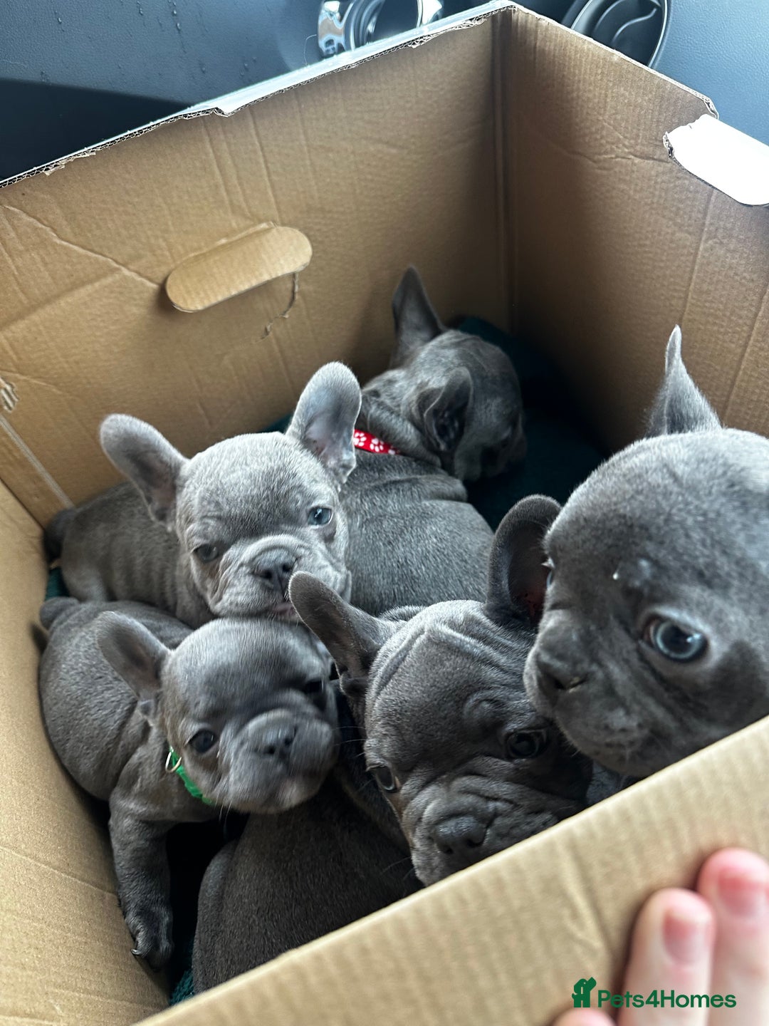 French Bulldog dogs for sale: Blue coat French bulldog pup ONE LEFT  - Image 14