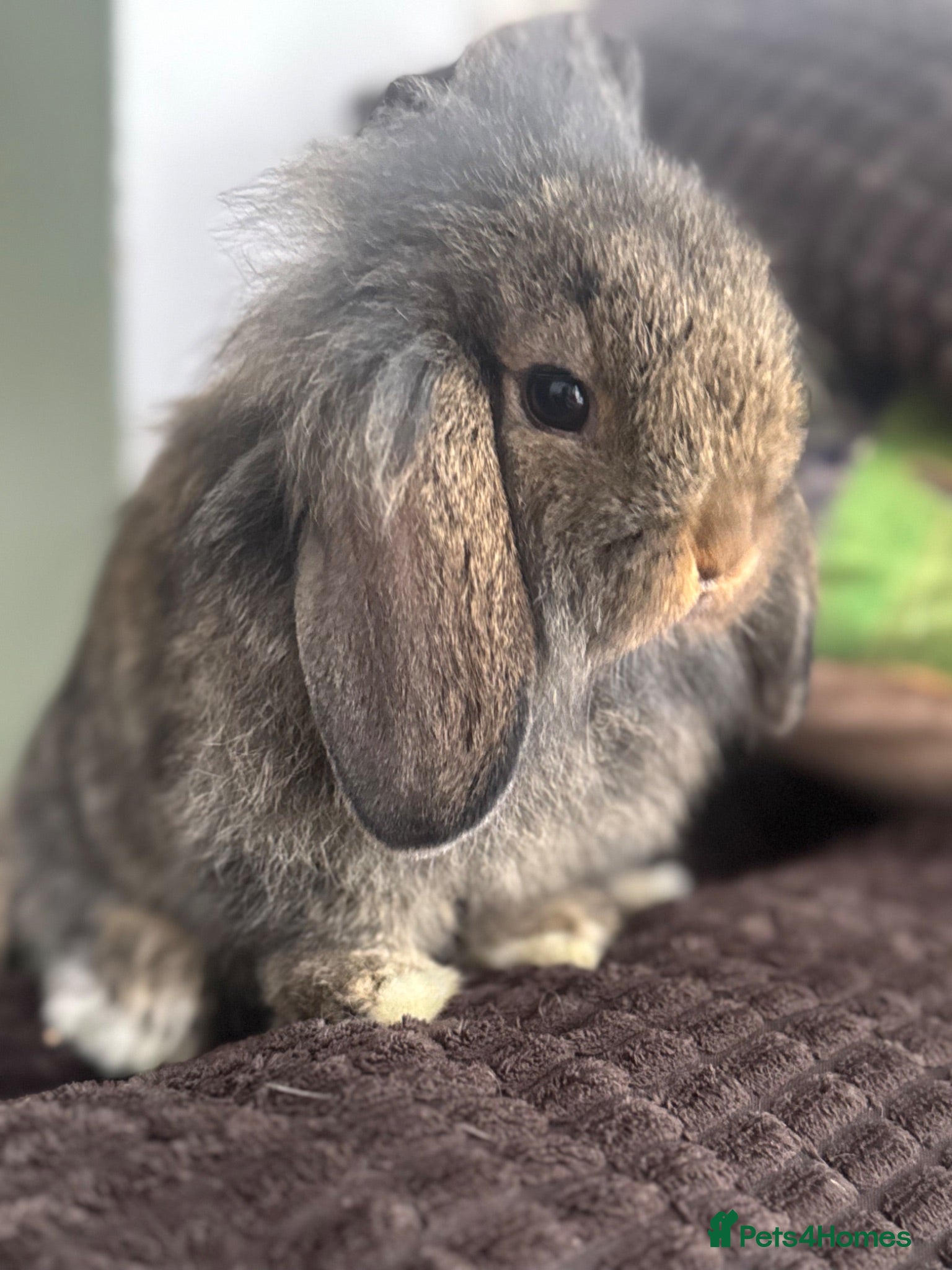Mini Lop rabbits Gorgeous mini lop & lion lop babies (vaccinated)  - Advert 1