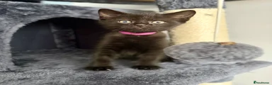 British Shorthair Kitten 2