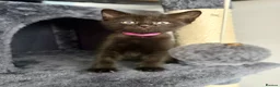 British Shorthair cats for sale: 3 Black Kittens - Advert 2