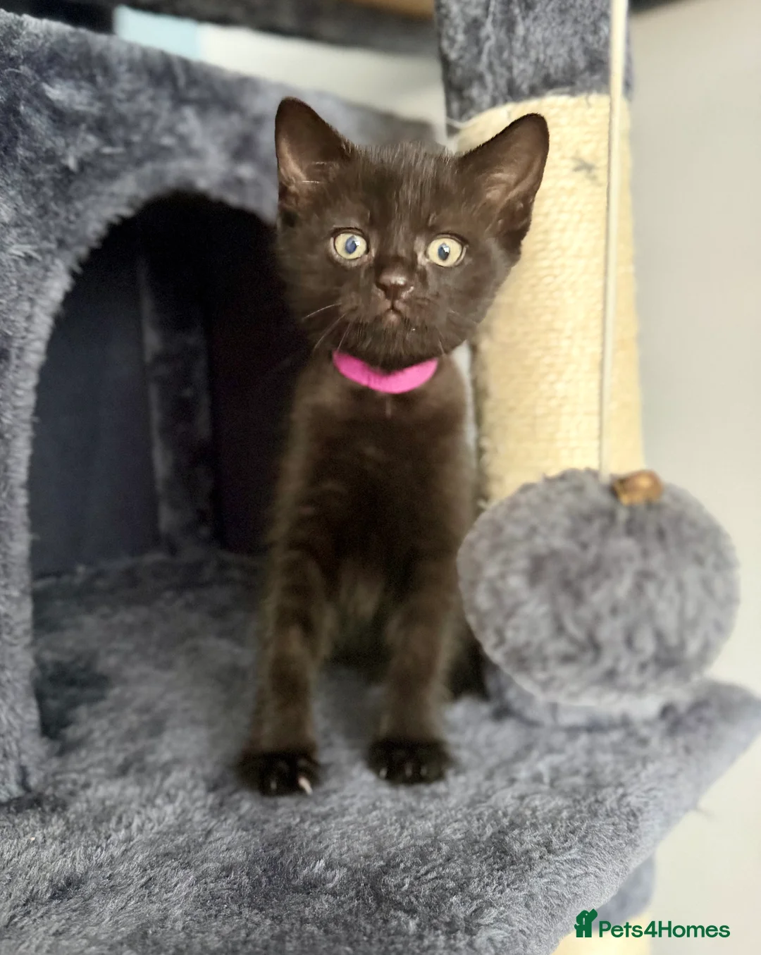 British Shorthair cats for sale: 3 Black Kittens - Advert 2