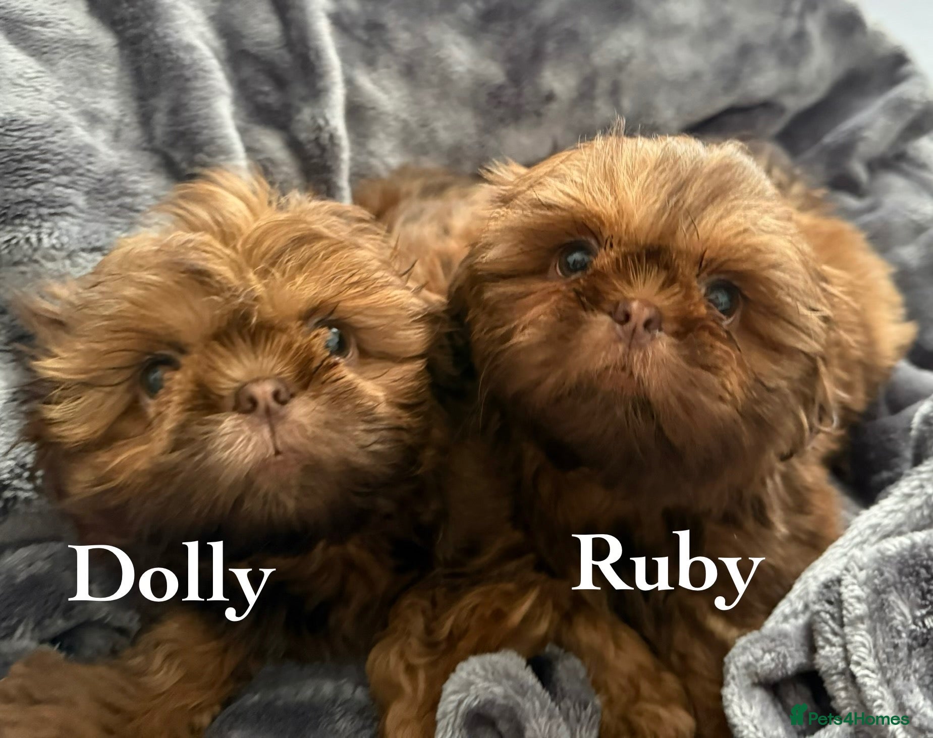 Shih Tzu dogs Miniature Shih Tzu Puppies  - Advert 2