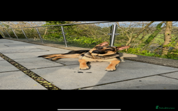 German Shepherd dogs for stud: Kc Reg fully health tested German Shepherd Stud  in Welshpool - Image 12