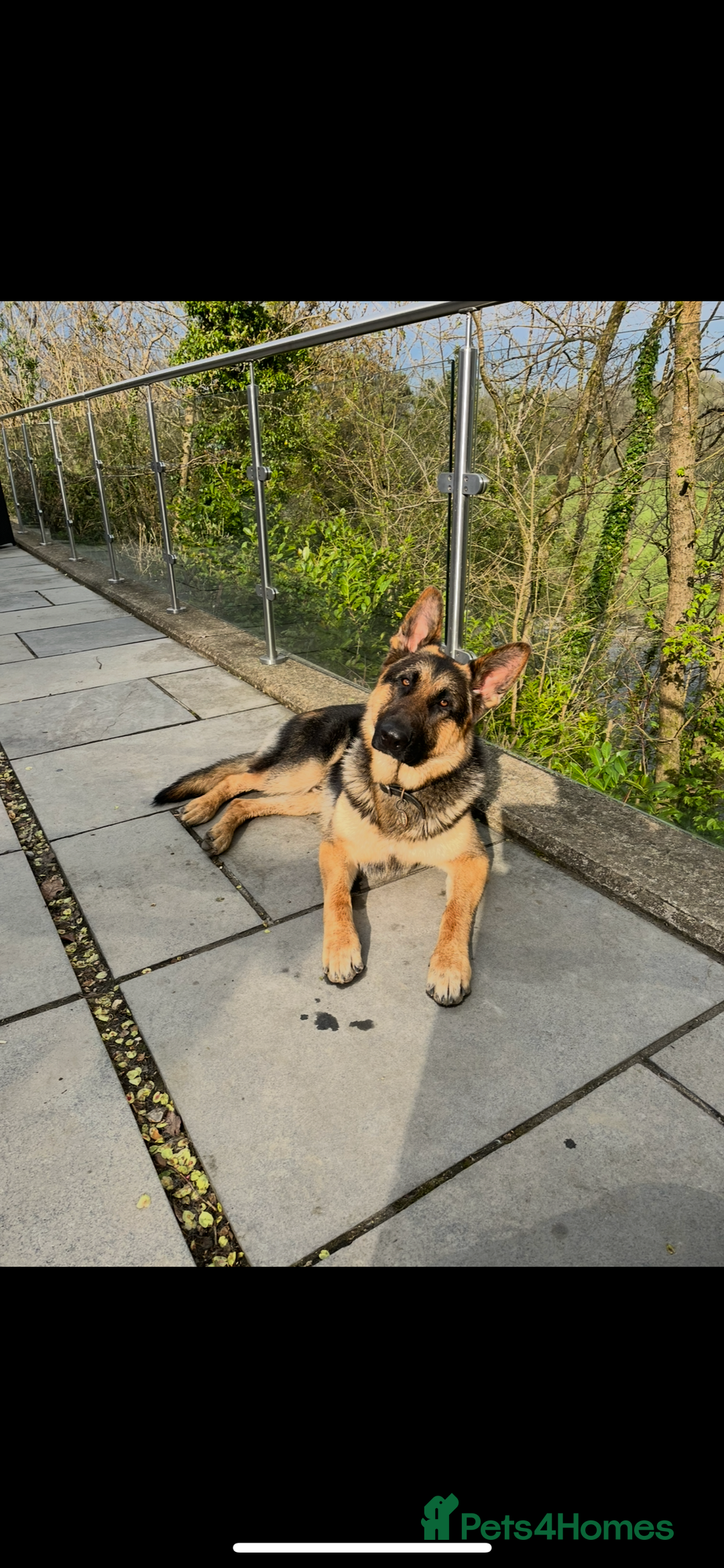 German Shepherd dogs for stud: Kc Reg fully health tested German Shepherd Stud  in Welshpool - Image 12