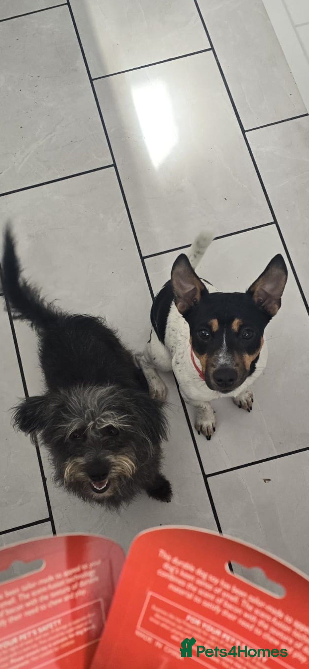 Mixed Breed dogs for sale: Jackapoos  - Image 4
