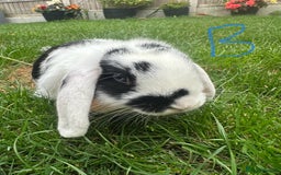 Mini Lop rabbits for sale: Mini Lop Rabbits For Sale  - Image 23