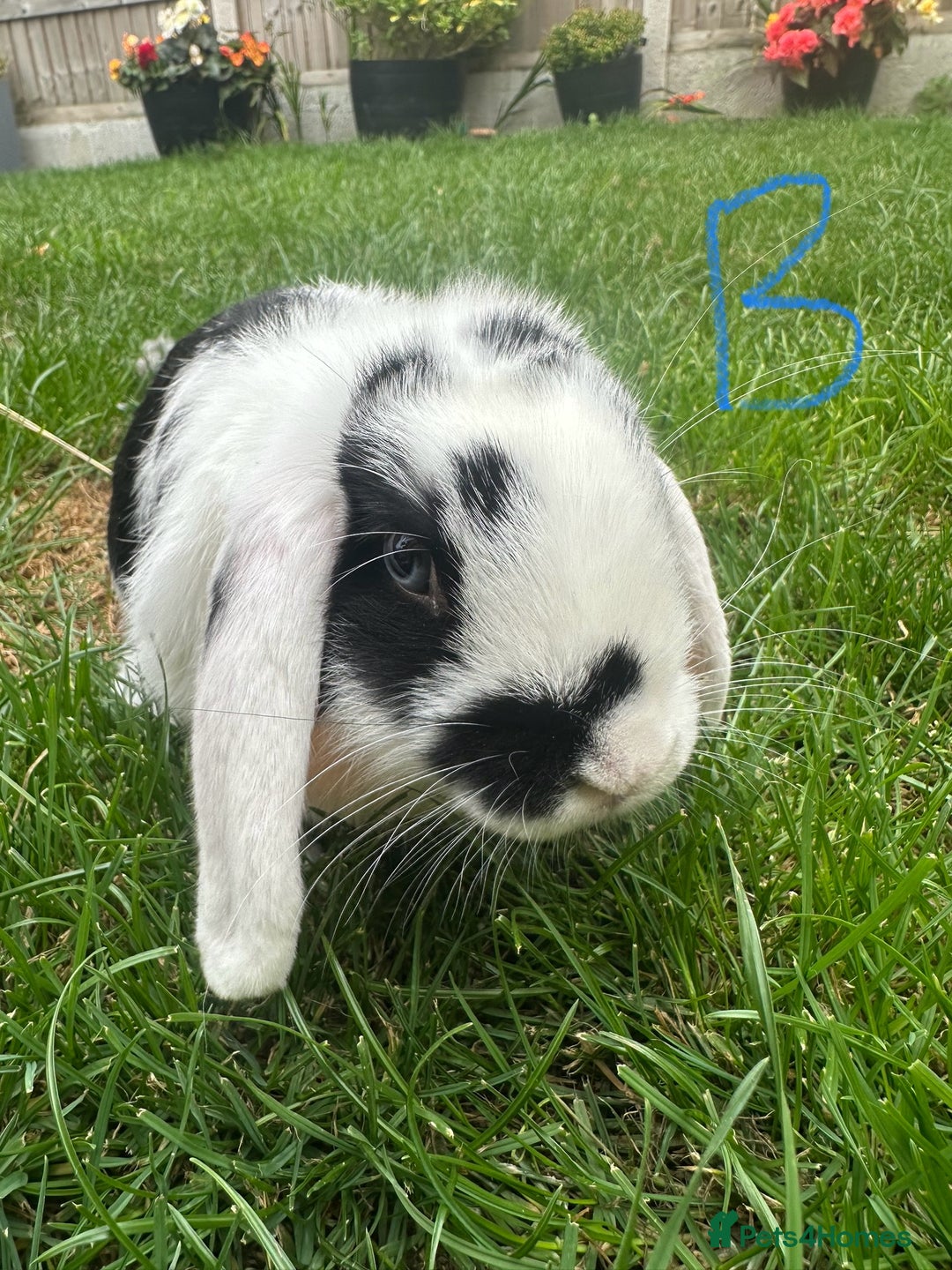 Mini Lop rabbits for sale: Mini Lop Rabbits For Sale  - Image 23