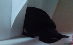 Mixed Breed cats for sale: Looking for new home - Advert 5