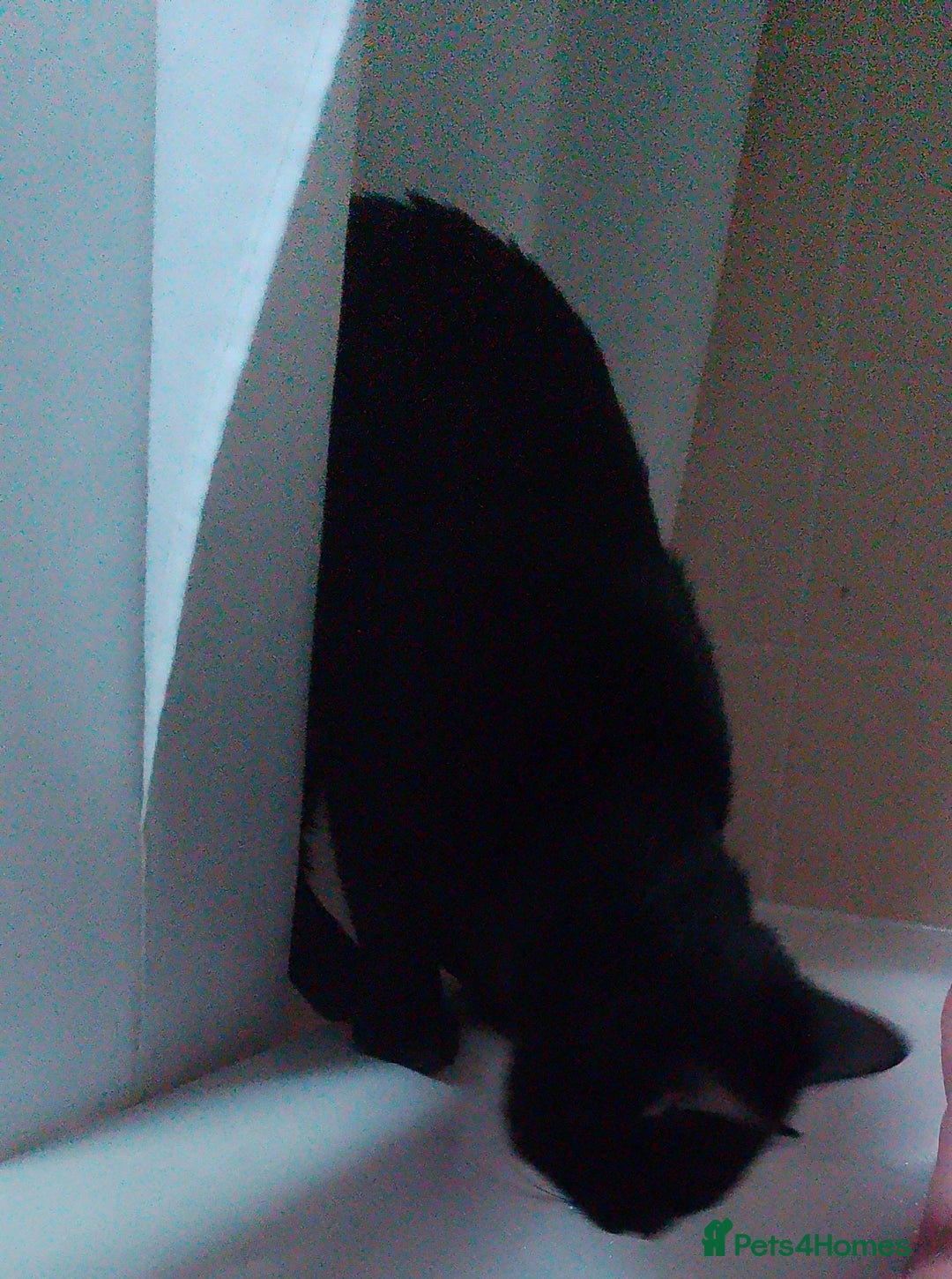 Mixed Breed cats for sale: Looking for new home - Advert 5