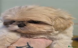 Shih Tzu dogs for sale: Outstanding Imperial Shih Tzu Pups - Image 12