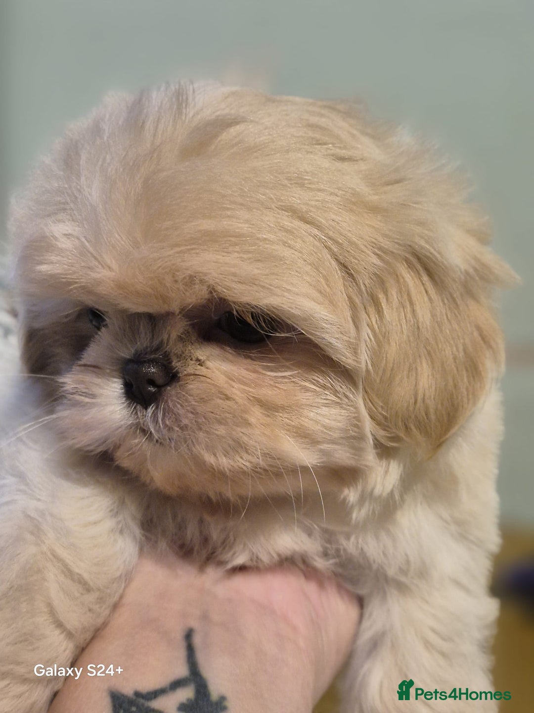 Shih Tzu dogs for sale: Outstanding Imperial Shih Tzu Pups - Image 12