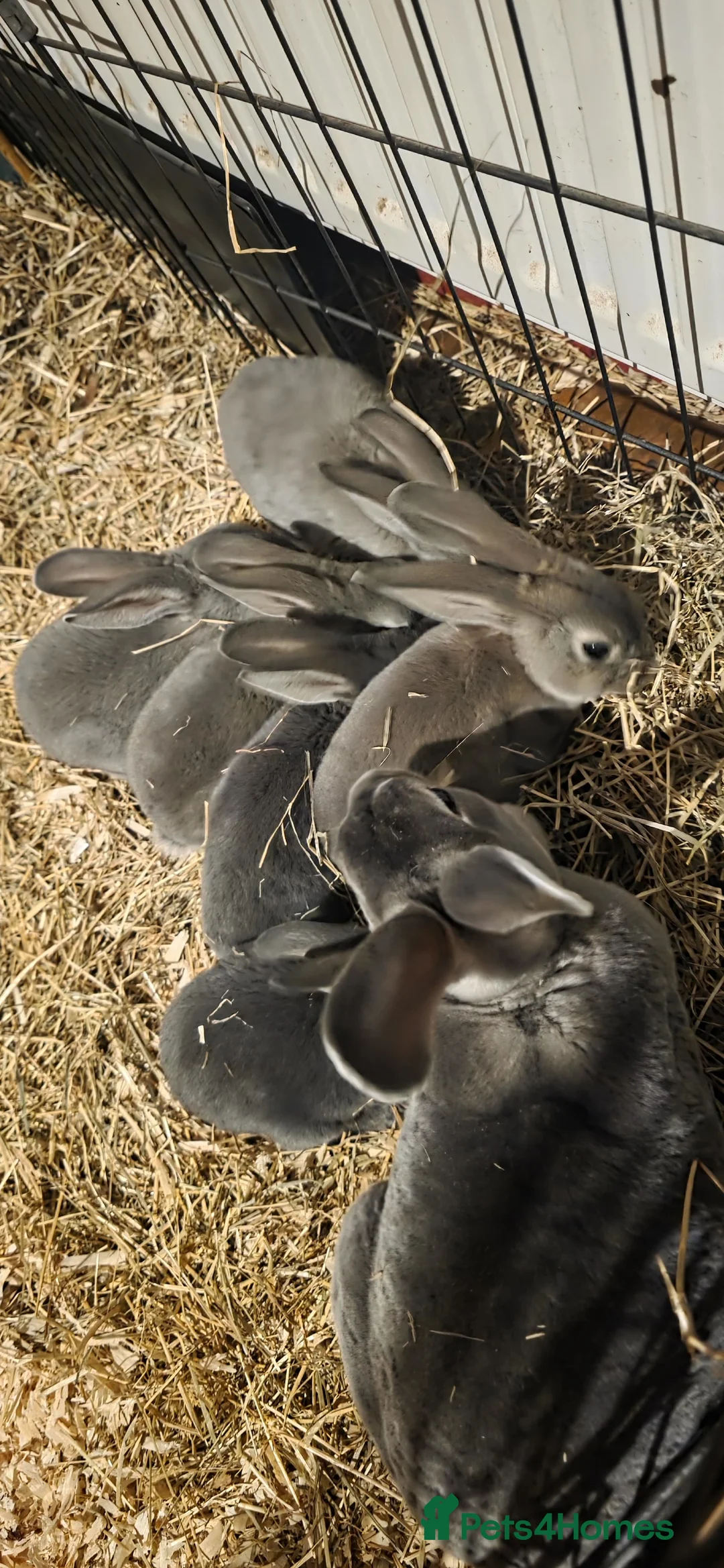 Rex rabbits for sale: Opal rex - Advert 3