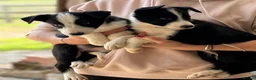 Border Collie dogs for sale: Pedigree Border collie puppies - Advert 11