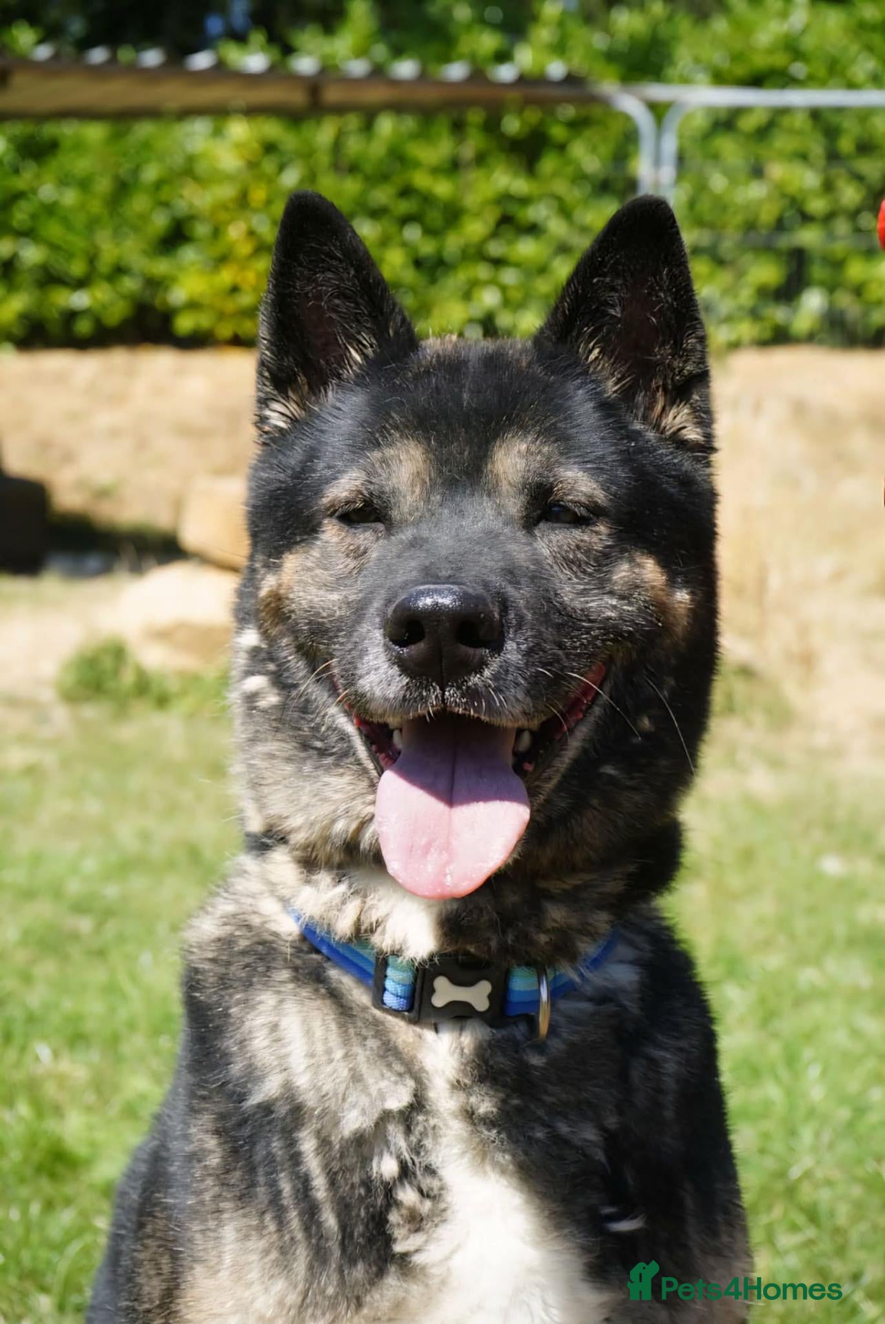 Akita dogs Sprightly Sky - Advert 3