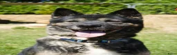 Akita dogs for adoption: Sprightly Sky - Advert 1