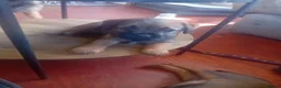 Border Terrier dogs for sale: Outstanding litter of KC Reg Border Terrier pups - Advert 4