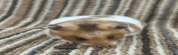 Hamster rodents for sale: Stunning Baby Syrian Hamsters - Advert 3