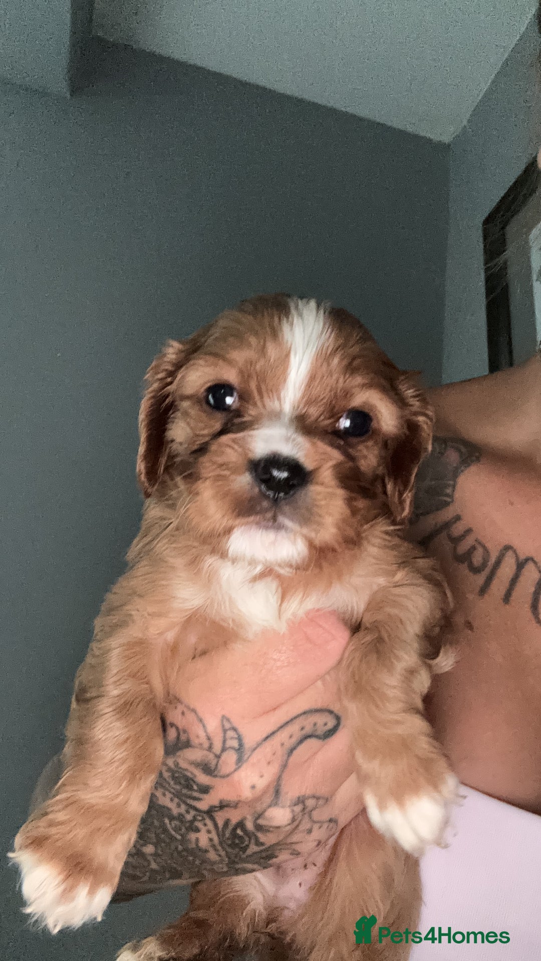 Cavalier King Charles Spaniel dogs for sale: Stunning Litter of cavalier King Charles spaniels  - Image 5