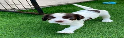 English Springer Spaniel dogs for sale: KC REg' English Springer Spaniel Pups for sale - Advert 10