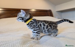 Bengal cats for sale: 🖤🤎 Gorgeous Bengal Kittens 🤎🖤 - Image 9