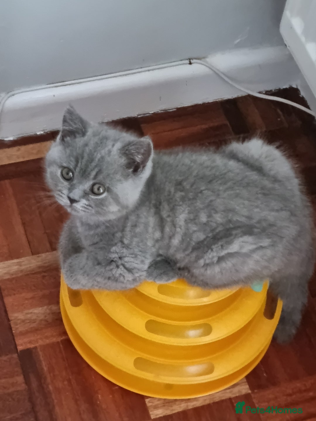 British Shorthair cats for sale: British Shorthairs.  - Image 2