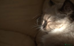 Siberian cats for sale: Litter "W" Neva Masquerade - Image 16