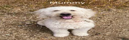Goldendoodle dogs for sale: 🐾 Goldendoodle Puppies ready for forever homes 🐾 - Advert 30