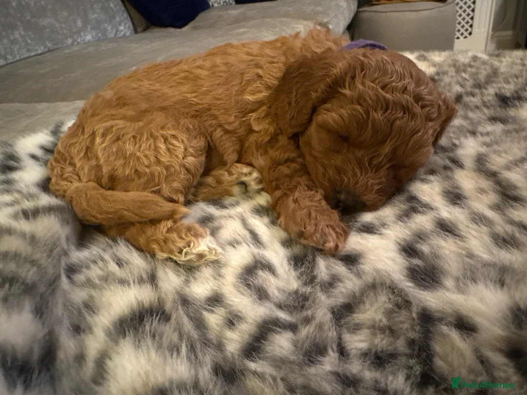 Cavapoo dogs for sale: Gorgeous Cavapoo Puppies 5girls 2boys  - Advert 2