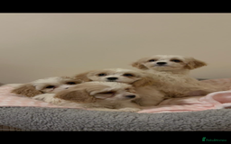 Cavachon dogs for sale: Cavachon Puppies  - Advert 11