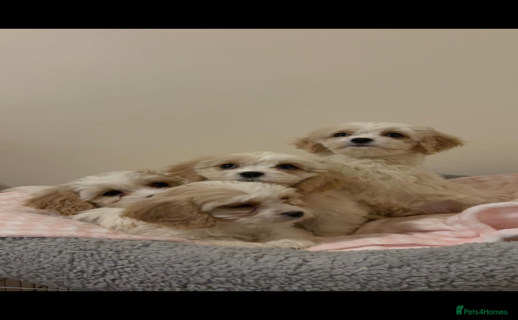 Cavachon dogs Cavachon Puppies  - Advert 1