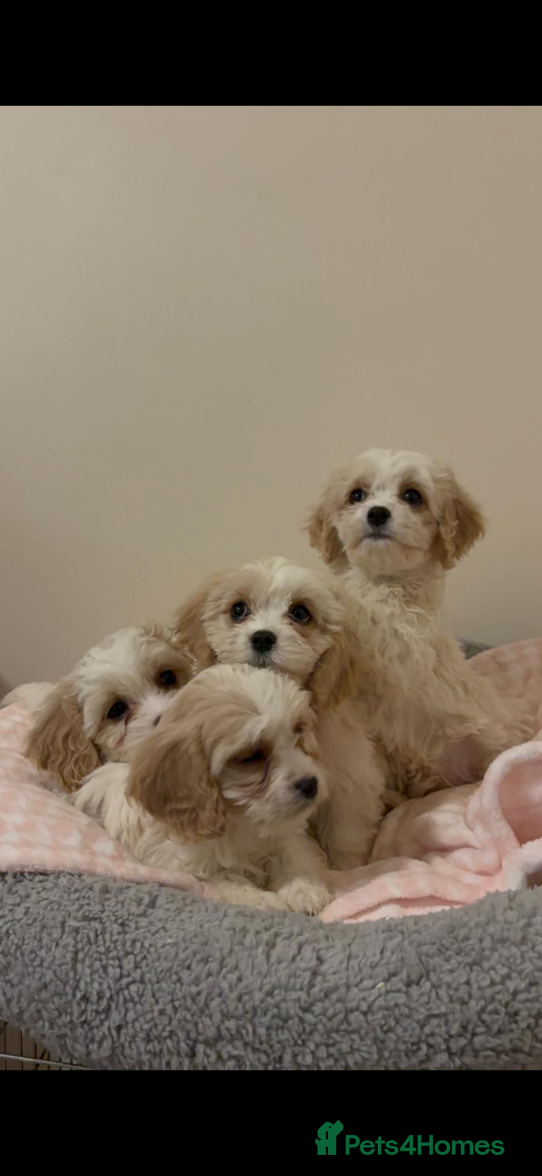 Cavachon dogs for sale: Cavachon Puppies  - Advert 11