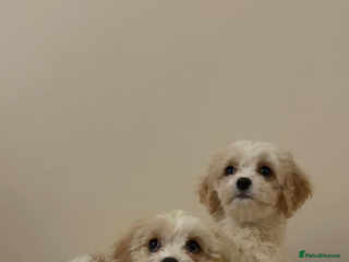 Cavachon dogs Cavachon Puppies - Advert 2