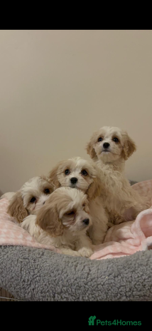 Cavachon dogs Cavachon Puppies - Advert 2