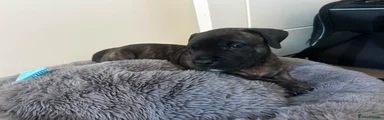 Presa Canario 1