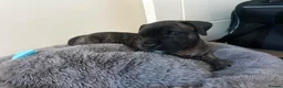 Presa Canario dogs for sale: Presa Canario  - Advert 1