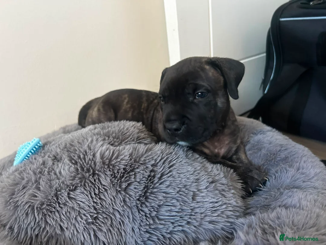 Presa Canario dogs for sale: Presa Canario  - Advert 1