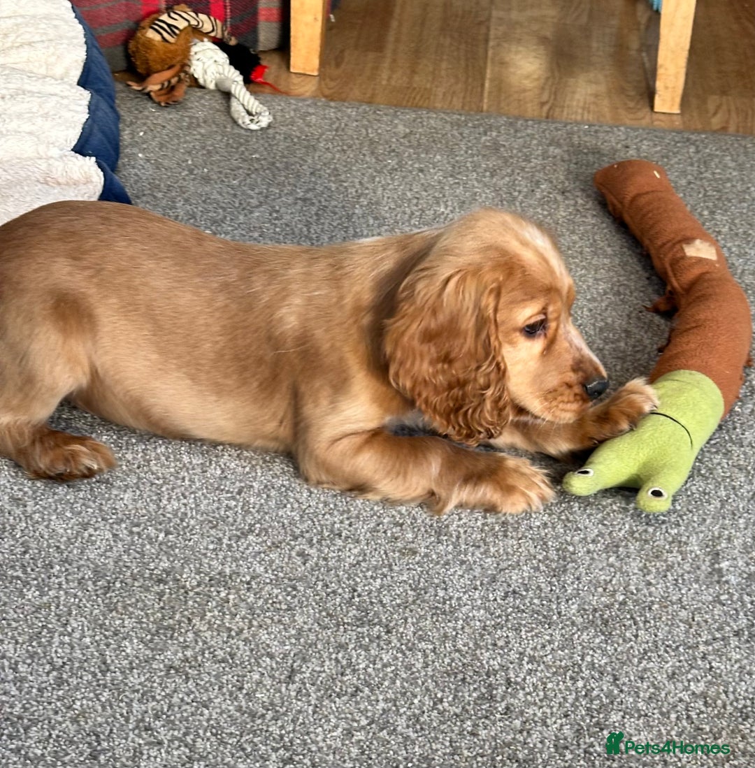 Cocker Spaniel dogs for sale: Beautiful show type boys only - Advert 16