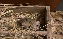Gerbil rodents for sale: Trio of Fat Tail Gerbils (Duprasi)  - Image 3