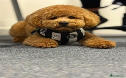 Poodle dogs for stud: Elvis - Apricot poodle in Blyth - Image 9