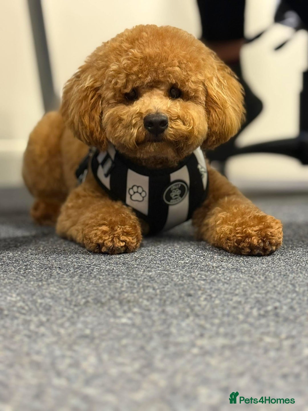 Poodle dogs for stud: Elvis - Apricot poodle in Blyth - Image 9